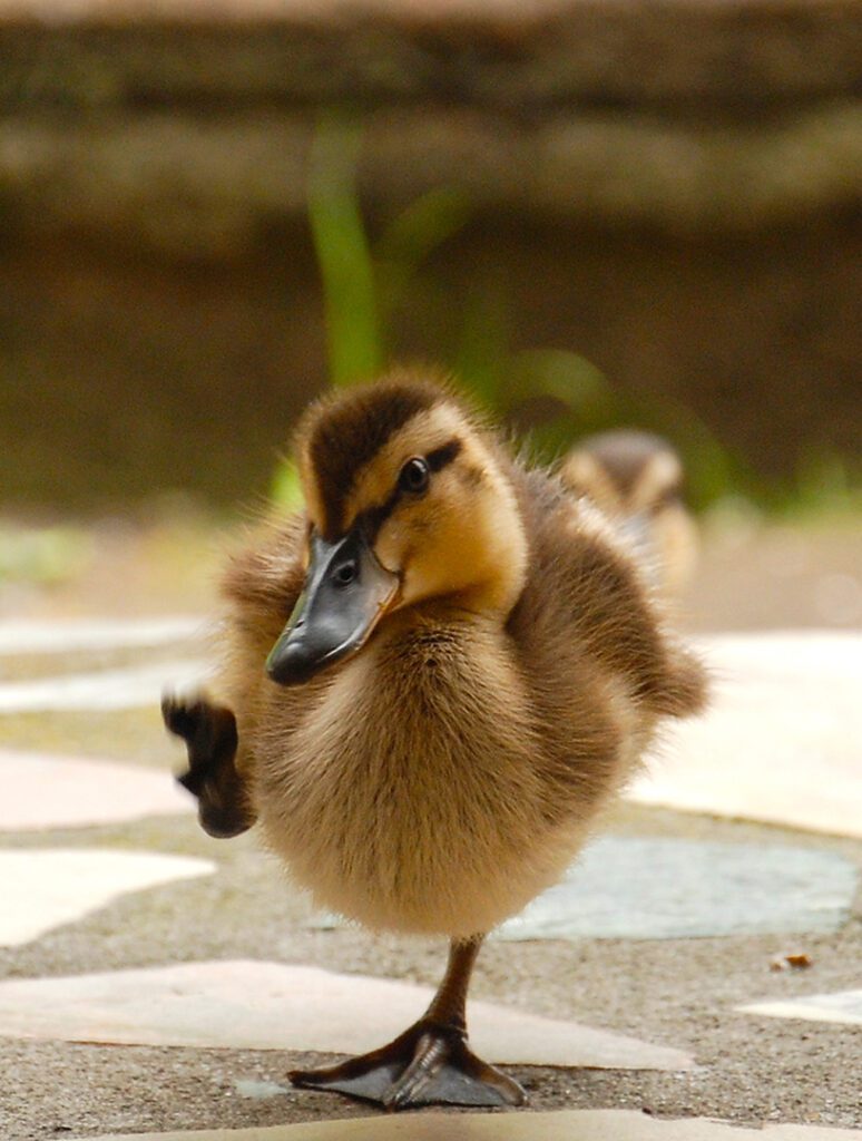 Duckling raising it's leg