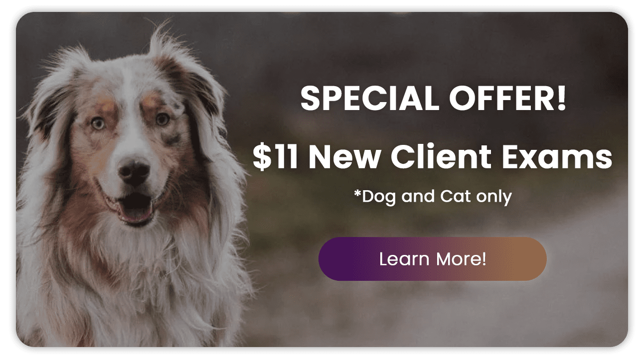 Special Offer! $11 New Client Exam!