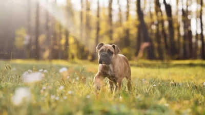 Boxer with brown fur standing in open grassy field