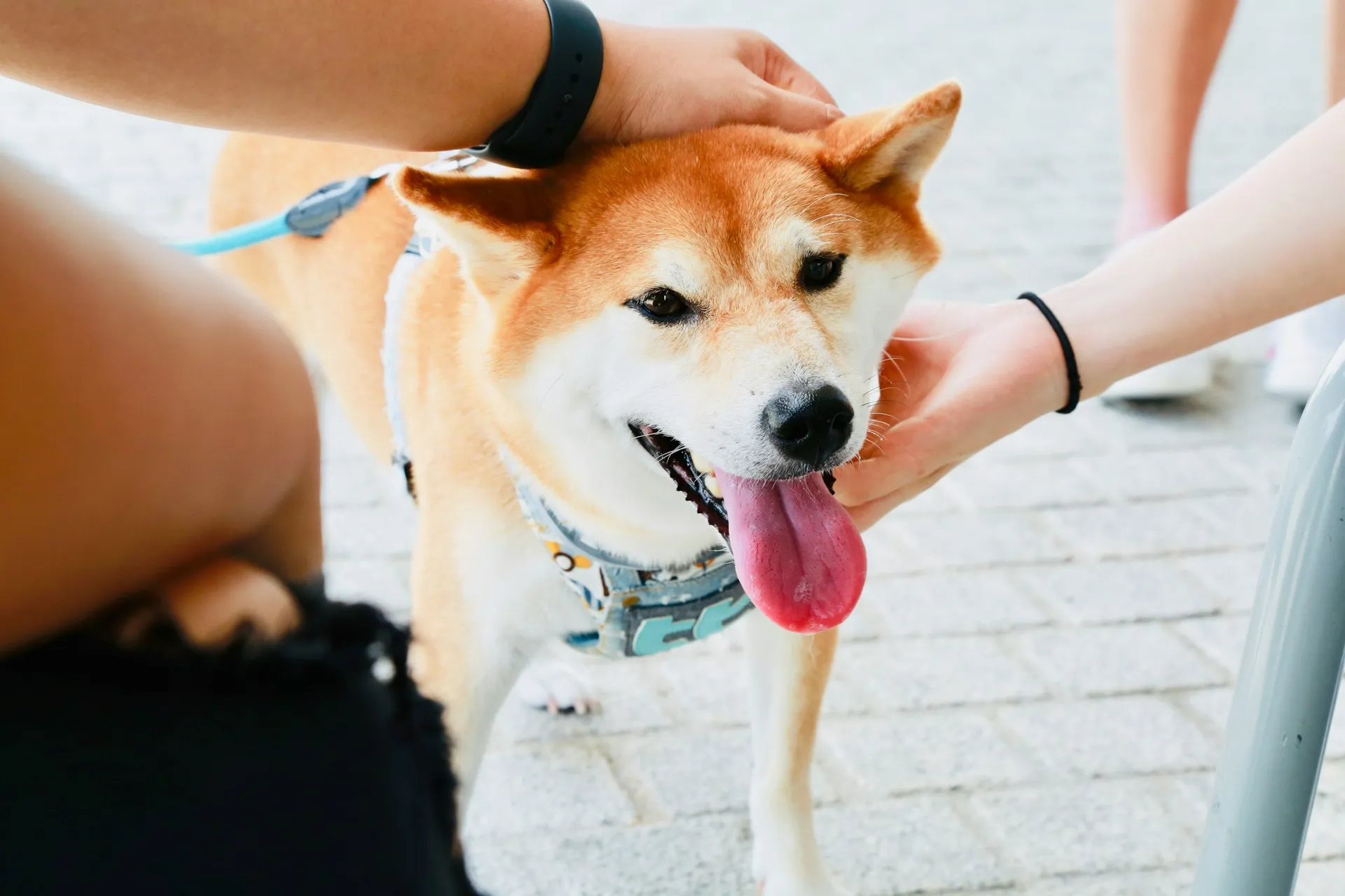 A Shiba Inu is being petted by two people.