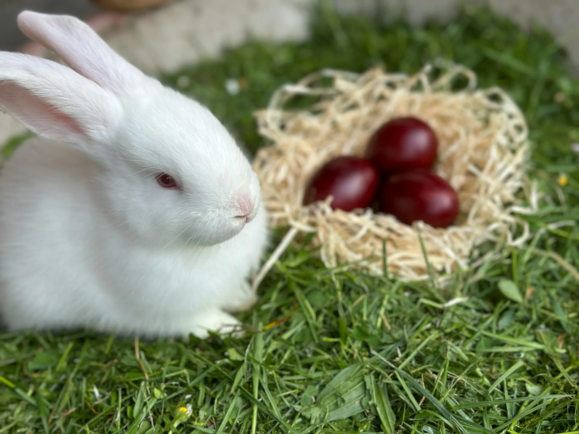 Rabbit Housing Tips | Louisville, KY Vet