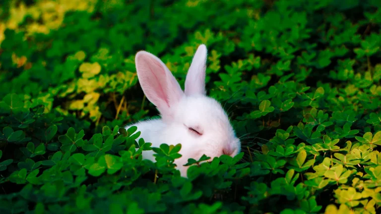 A tiny white rabbit with pink ears sits nestled in bright green clover. The rabbit's eyes are closed.