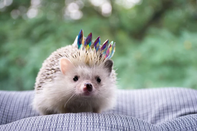 A light-colored hedgehog wears a tiny iridescent, jewel-spiked crown on its head.