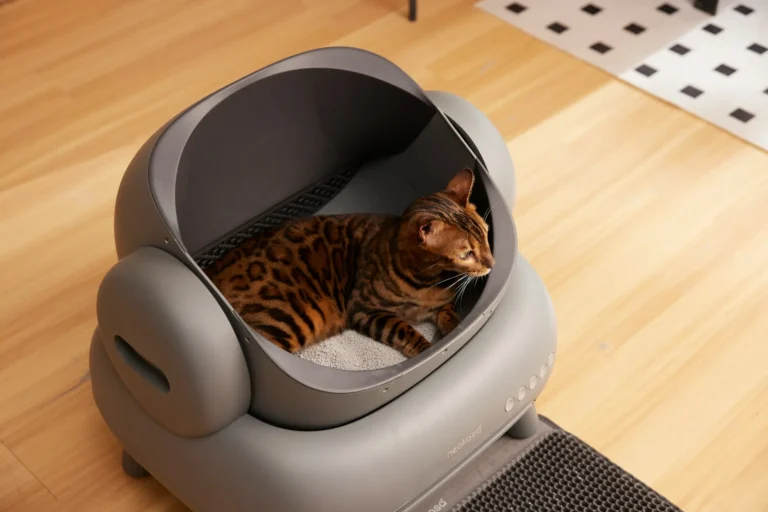 A beautiful Bengal cat lies inside a gray, litter box.