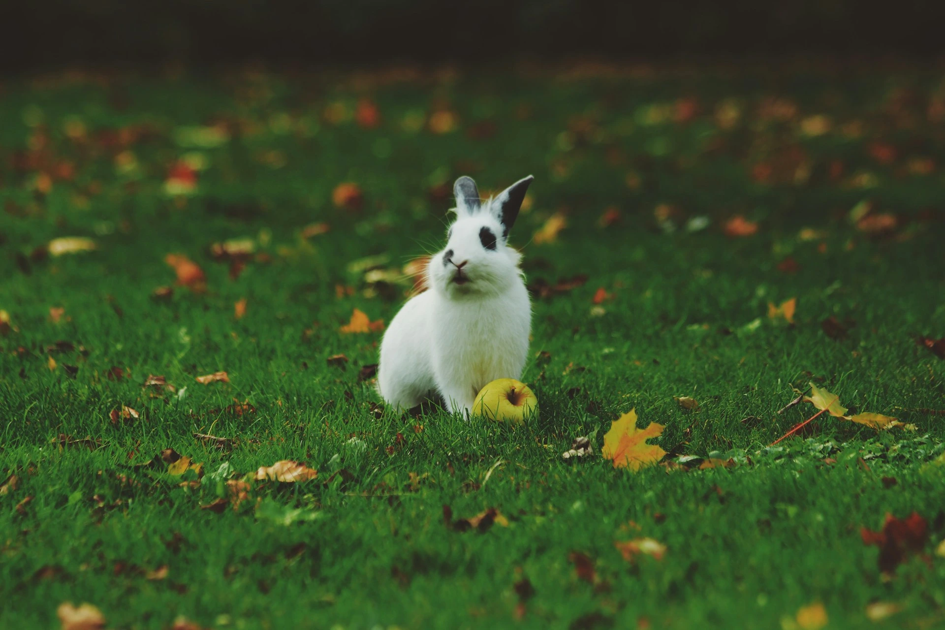 Rabbit Thumping Explained | Louisville, KY Vet
