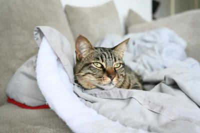 A striped brown tabby cat is lying on a couch, resting its head on a gray blanket.
