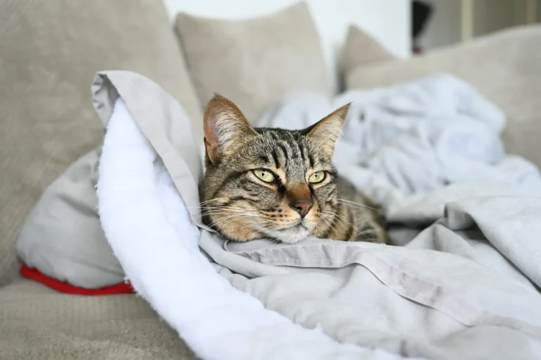 A striped brown tabby cat is lying on a couch, resting its head on a gray blanket.