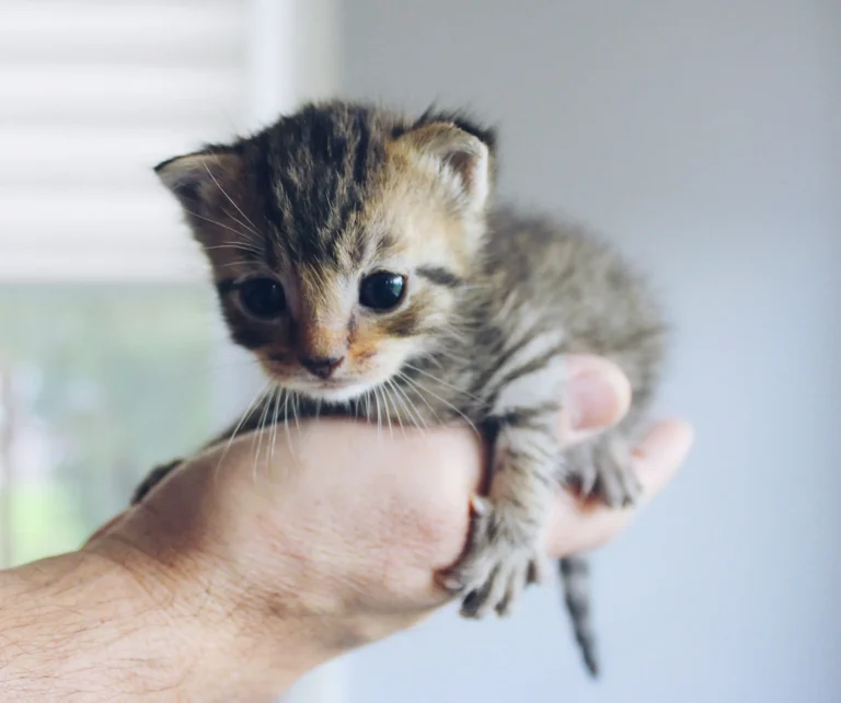 A tiny brown tabby kitten is held cradled in the palm of a person's hand.