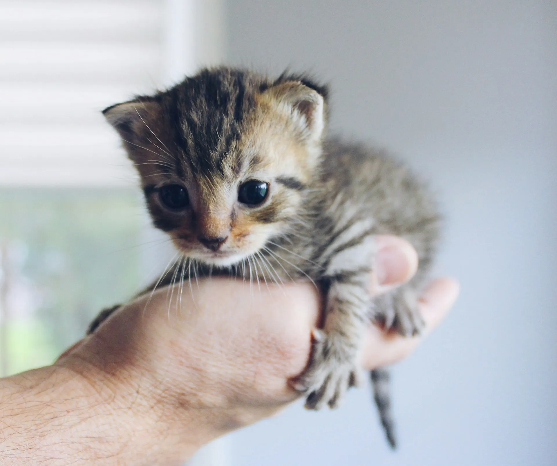 A tiny brown tabby kitten is held cradled in the palm of a person's hand.